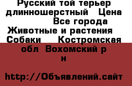 Русский той-терьер длинношерстный › Цена ­ 7 000 - Все города Животные и растения » Собаки   . Костромская обл.,Вохомский р-н